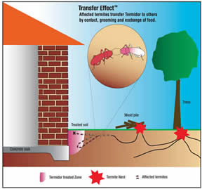 transfer effect