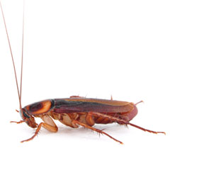 cockroach01