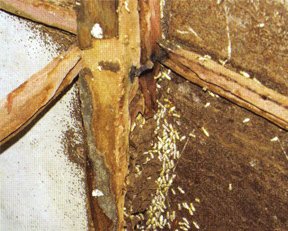 termite damage03